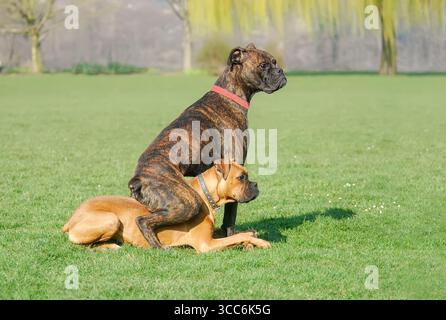 Deux chiens Boxer allemands effrayants, fauve et bringé, jouant et se baladant dans un pré, c'est un moment amusant où un chien est assis sur l'autre Banque D'Images