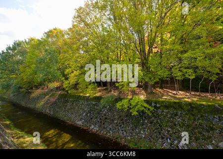 Une scène forestière paisible avec des arbres verdoyants bordant un ruisseau tranquille. La lumière du soleil filtre à travers les feuilles, créant une atmosphère sereine parfaite pour R Banque D'Images