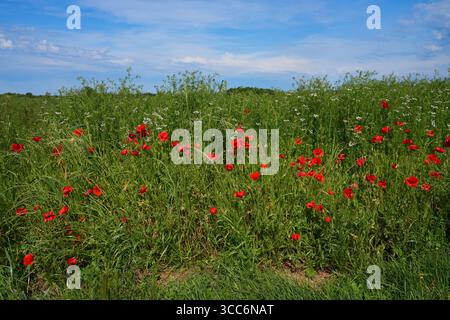 Champ de pavot sauvage dans la campagne française en Provence Banque D'Images