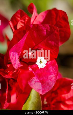 Une superbe fleur rouge de Bougainvillea avec sa petite fleur blanche, prospérant dans le climat ensoleillé du Cap occidental. Banque D'Images