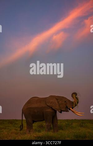 Un éléphant se nourrit dans les hautes herbes de la savane au parc national d'Amboseli, Kenya, Afrique pendant l'heure du soir avec des nuages dans le ciel. Banque D'Images