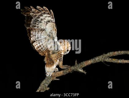Hibou Tawny perché sur une branche regardant pour le match Banque D'Images