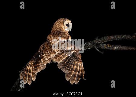 Hibou Tawny perché sur une branche regardant pour le match Banque D'Images