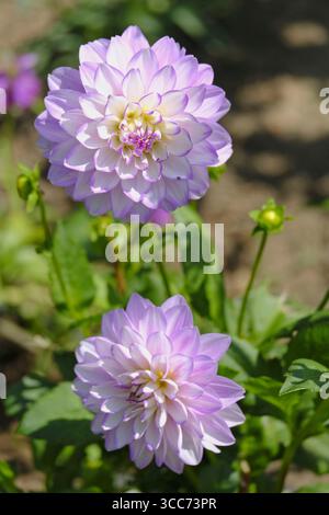 Gros plan d’une fleur de Dahlia « Blue Wish » en pleine floraison, présentant de délicats pétales de lavande et blancs avec un centre jaune doux, dans un jardin d’été Banque D'Images