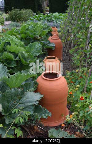 Patch de rhubarbe avec des forceurs Banque D'Images