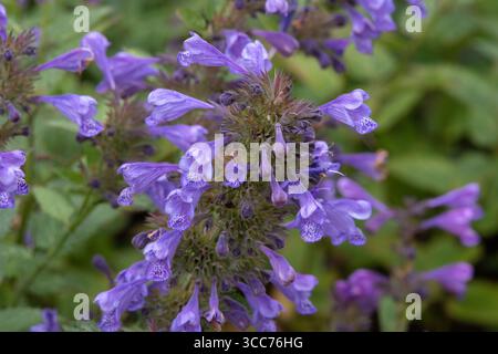 Nepeta 'Blue Dragon' Banque D'Images