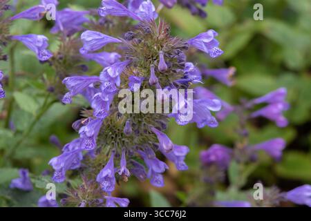 Nepeta 'Blue Dragon' Banque D'Images