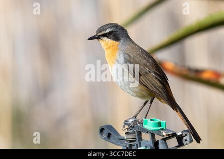 Mâle adulte Cape Robin-chat ou Cape Robin (Cossypha caffra) perché sur jardin réseau sprinkleur Western Cape, Afrique du Sud en hiver Banque D'Images
