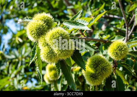 Bavures de châtaignier vert parmi les branches et les feuilles sur l'arbre en été, vue rapprochée. Banque D'Images