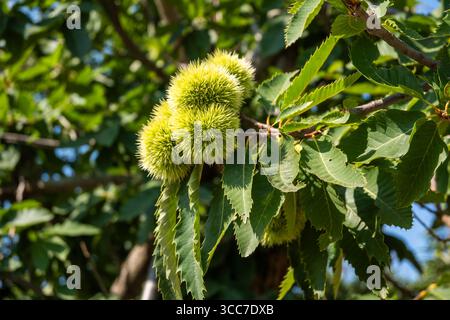 Bavures de châtaignier vert parmi les branches et les feuilles sur l'arbre en été, vue rapprochée. Banque D'Images