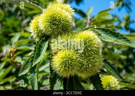 Bavures de châtaignier vert parmi les branches et les feuilles sur l'arbre en été, vue rapprochée. Banque D'Images