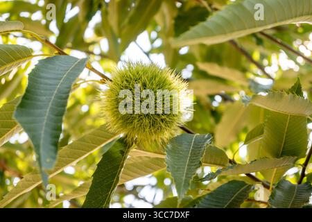 Bavures de châtaignier vert parmi les branches et les feuilles sur l'arbre en été, vue rapprochée. Banque D'Images