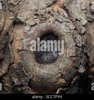 Un vieux nœud fissuré et envahi par la croissance d'une branche taillée sur un arbre fruitier. Banque D'Images