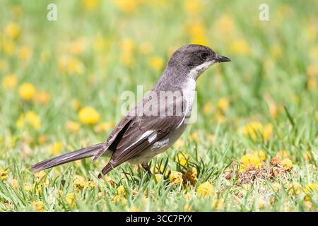 Fiscal Flycatcher (Sigelus silens) femelle Robertson, Western Cape, Afrique du Sud buvant sur l'herbe, vue de côté Banque D'Images