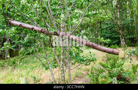 Dundee, Tayside, Écosse, Royaume-Uni. 10 août 2025. Météo britannique : vents bleus avec ensoleillement occasionnel à Dundee Clatto Country Park Woods met en valeur la beauté naturelle des forêts écossaises pendant la saison estivale. Crédit : Dundee Photographics/Alamy Live News Banque D'Images