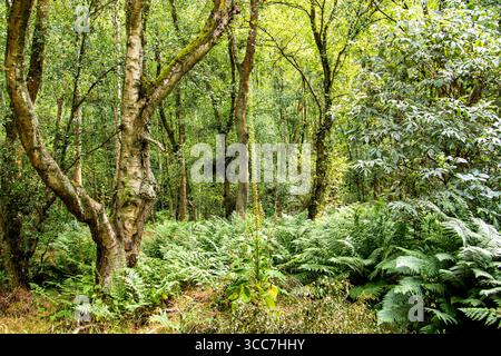 Dundee, Tayside, Écosse, Royaume-Uni. 10 août 2025. Météo britannique : vents bleus avec ensoleillement occasionnel à Dundee Clatto Country Park Woods met en valeur la beauté naturelle des forêts écossaises pendant la saison estivale. Crédit : Dundee Photographics/Alamy Live News Banque D'Images