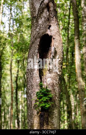 Dundee, Tayside, Écosse, Royaume-Uni. 10 août 2025. Météo britannique : vents bleus avec ensoleillement occasionnel à Dundee Clatto Country Park Woods met en valeur la beauté naturelle des forêts écossaises pendant la saison estivale. Crédit : Dundee Photographics/Alamy Live News Banque D'Images