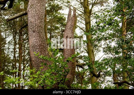 Dundee, Tayside, Écosse, Royaume-Uni. 10 août 2025. Météo britannique : vents bleus avec ensoleillement occasionnel à Dundee Clatto Country Park Woods met en valeur la beauté naturelle des forêts écossaises pendant la saison estivale. Crédit : Dundee Photographics/Alamy Live News Banque D'Images