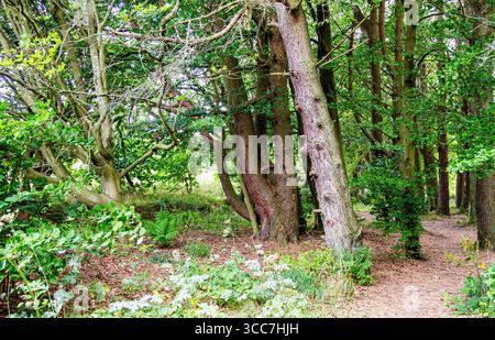 Dundee, Tayside, Écosse, Royaume-Uni. 10 août 2025. Météo britannique : vents bleus avec ensoleillement occasionnel à Dundee Clatto Country Park Woods met en valeur la beauté naturelle des forêts écossaises pendant la saison estivale. Crédit : Dundee Photographics/Alamy Live News Banque D'Images