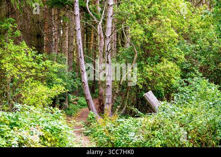 Dundee, Tayside, Écosse, Royaume-Uni. 10 août 2025. Météo britannique : vents bleus avec ensoleillement occasionnel à Dundee Clatto Country Park Woods met en valeur la beauté naturelle des forêts écossaises pendant la saison estivale. Crédit : Dundee Photographics/Alamy Live News Banque D'Images