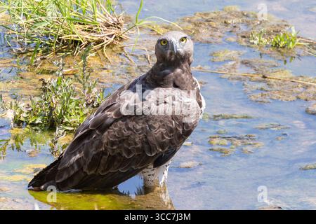 Aigle martial (Polemaetus bellicosus) baignant dans la rivière regardant la caméra, Parc National Kruger, Limpopo, Afrique du Sud Banque D'Images