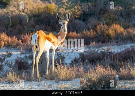 Springbok ou Springbuck bélier (Antidorcas marsupialis) pâturant sur une dune côtière végétalisée au coucher du soleil, estuaire de la rivière Berg, côte ouest, Afrique du Sud Banque D'Images