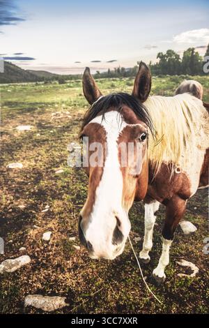 Un curieux cheval de peinture s’approche de la caméra à la lumière précoce, ses yeux expressifs encadrés par le vaste paysage du Wyoming. Banque D'Images