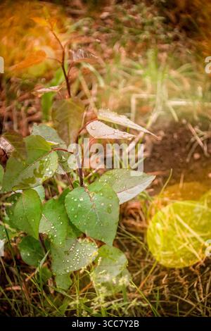 Un jeune peuplier de trembles, ses feuilles en forme de cœur tachetées de rosée matinale scintillante, atteint vers le haut à travers une douce brume de lumière dorée. Banque D'Images