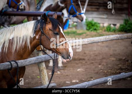 Un cheval de peinture saisissant avec une crinière crème et un blason facial blanc se tient tranquillement attaché à une clôture de corral rustique en bois, son regard calme fixé sur les activités Banque D'Images