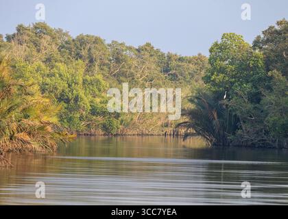 Une rivière calme serpente à travers des mangroves verdoyantes. leur feuillage dense brille sous la lumière chaude du soleil. Banque D'Images