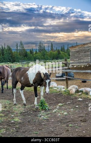 Un cheval de peinture brun et blanc se tient dans un corral rustique ranch avec une grange en bois et des pins en arrière-plan sous un ciel matinal dramatique Banque D'Images