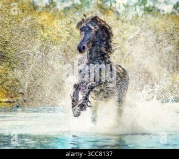 Étalon de cheval frison mâle adulte courant dans l'eau peu profonde.. Photo numérique stylisée Banque D'Images