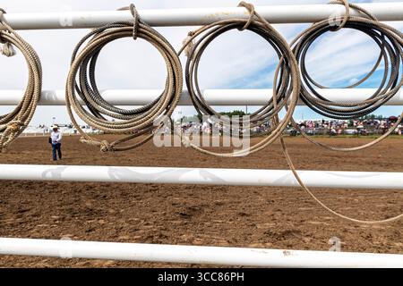 Des boucles de lariat ou de lasso ou des cordes accrochées à une clôture lors d'un événement de rodéo indien avec un cow-boy et des spectateurs regardant depuis les tribunes. Enoch Alberta Canada Banque D'Images