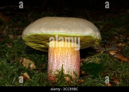 Caloboletus calopus (bolete amer) pousse dans les bois de conifères et de feuillus. Il se rencontre en Europe du Nord et en Amérique du Nord. Banque D'Images