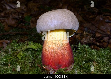 Caloboletus calopus (bolete amer) pousse dans les bois de conifères et de feuillus. Il se rencontre en Europe du Nord et en Amérique du Nord. Banque D'Images