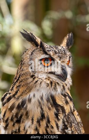 Gros plan Eurasian Eagle-Owl avec yeux orange et tuffes d'oreilles Banque D'Images