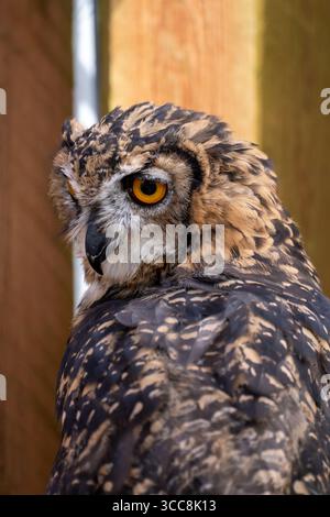 Gros plan Eurasian Eagle-Owl avec Orange Eye Banque D'Images