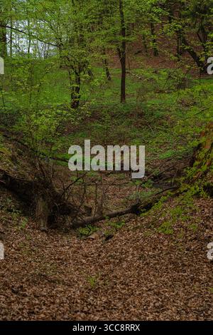 Ravin de forêt de printemps avec des troncs d'arbres tombés et des feuilles sèches - sous-bois vert luxuriant à la verticale Banque D'Images