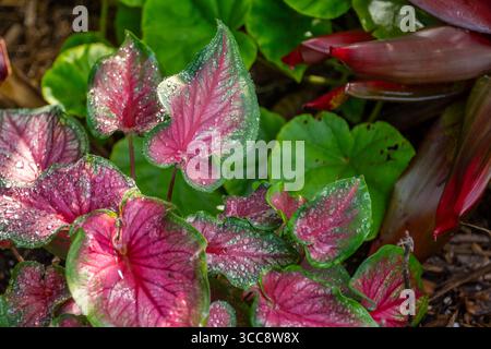 Une scène de jardin dynamique avec des plantes roses et vertes couvertes de rosée, capturant magnifiquement la fraîcheur du matin et le detai complexe Banque D'Images