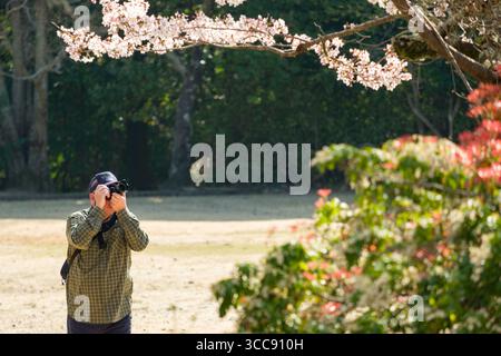 Photographe masculin photographiant des cerisiers japonais en fleurs dans la région de Kameyama Park Arashiyama, Sagakamenoocho, Ukyo Ward, Kyoto, Kansai, Honshu, Jap Banque D'Images