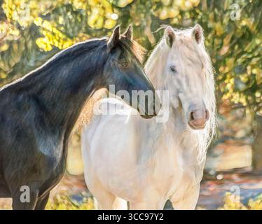 Poulain frison et amis étalons blancs américains. Photo numérique stylisée Banque D'Images