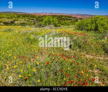 Fleurs sauvages colorées avec les Red Hills of the Caprock Escarpment au loin, Canyon Rim Spur Trail, Caprock Canyons State Park, Texas, États-Unis Banque D'Images
