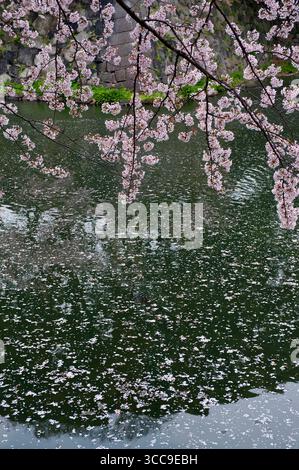 Les fleurs de cerisier japonais tombées flottant à la surface de l'eau témoignent de l'impermanence de la vie et de la beauté fugace de la fleur de printemps au Japon. Banque D'Images