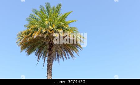 Le grand palmier aux frondes vertes luxuriantes atteint un ciel bleu clair, créant une ambiance tropicale tranquille dans un cadre extérieur paisible Banque D'Images