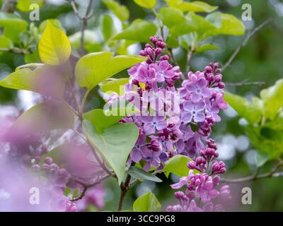 Panicules florissantes de Syringa vulgaris avec de douces fleurs bleu lavande et un riche feuillage vert. Un arbuste gracieux à floraison printanière parfait pour l'ornement Banque D'Images