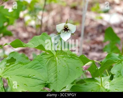 Fleurs blanches et feuilles vertes de Trillium simile connu sous le nom de wakerobin bijou ou trillium blanc doux. Fleurs sauvages des bois indigènes valorisées en botanique, gar Banque D'Images