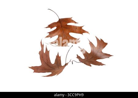 Collection de feuilles de chêne brun séchées sur fond blanc. Texture naturelle parfaite pour les projets de design automnaux, rustiques et éco-thématiques. Banque D'Images