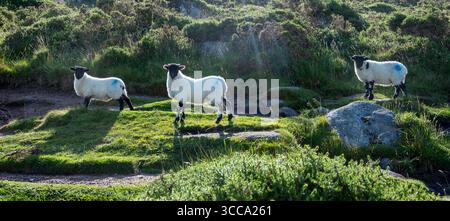 trois jeunes moutons aux visages noirs dans le parc national anglais dartmoor dans le devon Banque D'Images