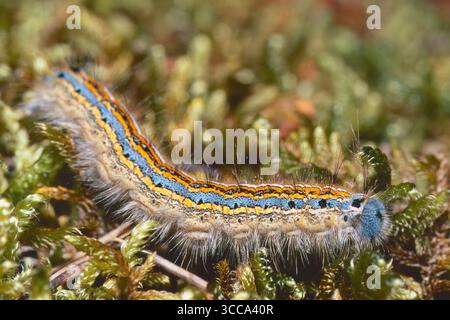 chenille de la teigne du lacet, Malacosoma neustria, Lasiocampidae Banque D'Images