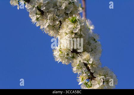 De délicates fleurs blanches fleurissent abondamment sur les branches, créant un contraste saisissant avec le ciel bleu clair au-dessus pendant une journée de printemps ensoleillée. Banque D'Images
